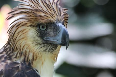 Philippine Eagle Foundation .